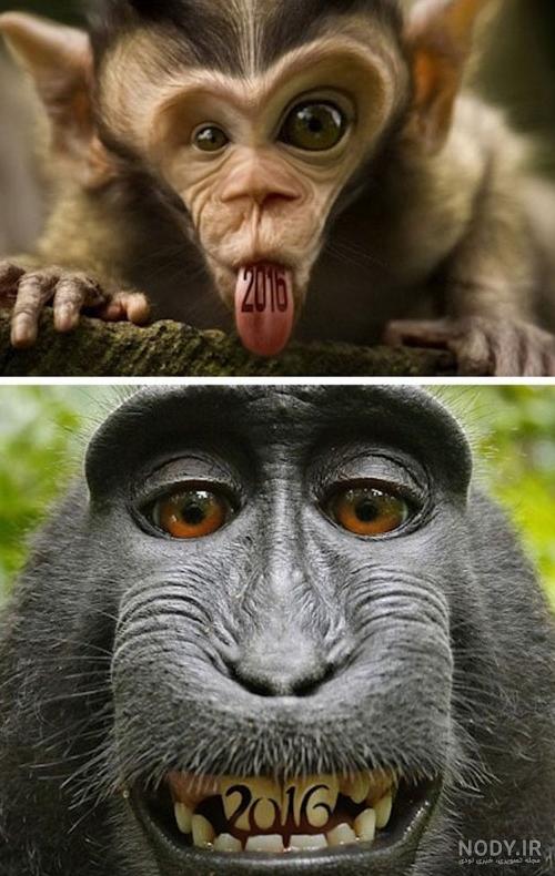 زیباترین و عجیب ترین حیوانات دنیا