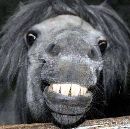 عکس حیوانات جالب