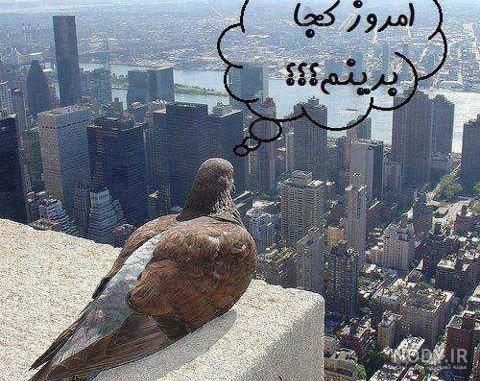 عکس های طنز و جالب عکس های طنز و جالب