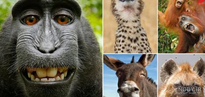 عکس های خیلی خنده دار حیوانات