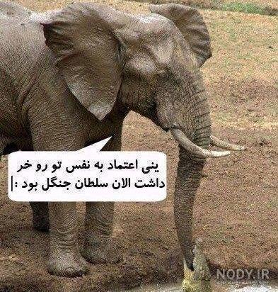 عکس های خنده دار ترین عکس