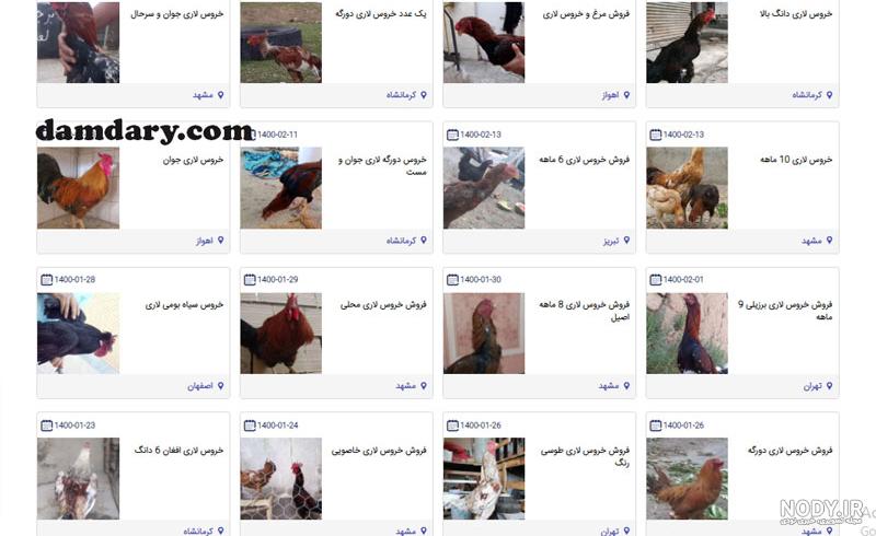 5 راه برای شناخت لاری اصیل آموزش تصویری - طیورکده 5 راه برای شناخت لاری اصیل آموزش تصویری - طیورکده