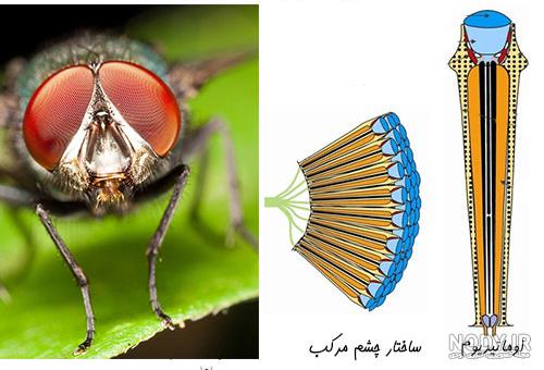 خرمگسرا چقدر می شناسید؟ | علت وجود خرمگس در خانه + درمان جای نیش ... خرمگسرا چقدر می شناسید؟ | علت وجود خرمگس در خانه + درمان جای نیش ...