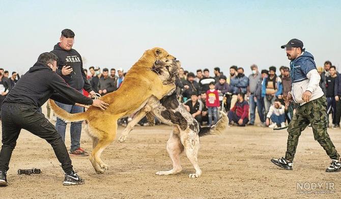 عکس سگ سرابی پلیس