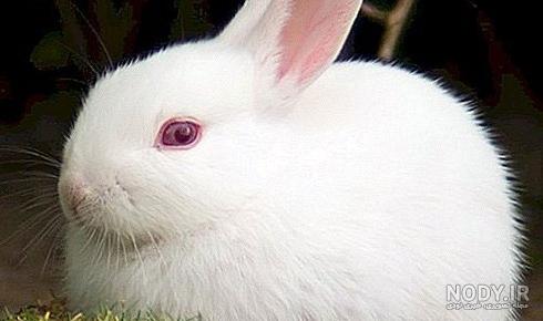 عکس چشم خرگوش نقاشی