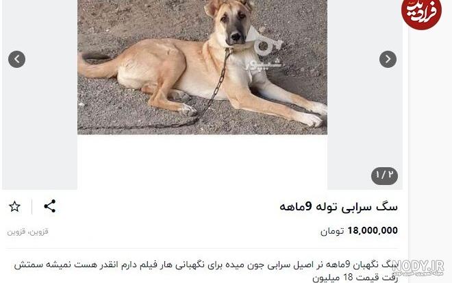 فروش سگ سرابی ، فروش توله سرابی اصیل سرابی درشت - سگ فروش سگ سرابی ، فروش توله سرابی اصیل سرابی درشت - سگ