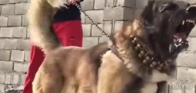 سگ سراب