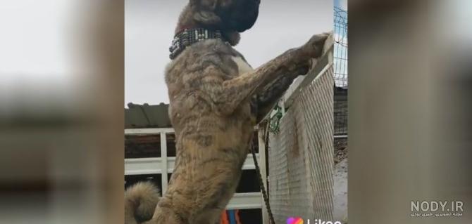 سگ سرابی سیاه وحشی همراه با آهنگ