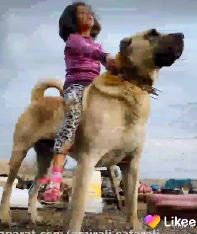 عکس سگ سرابی با اهنگ