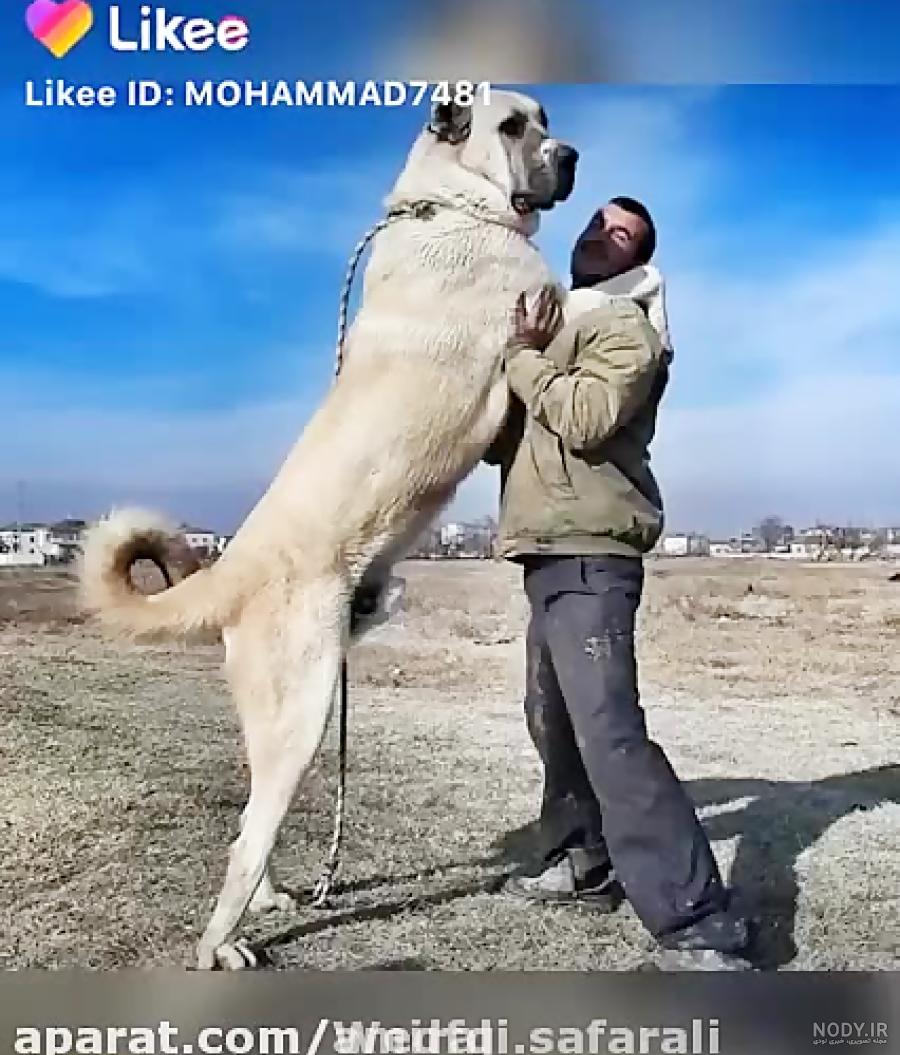 عکس سگ سرابی با اهنگ