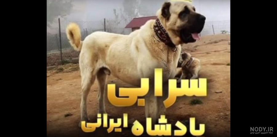 عکس سگ سرابی با اهنگ