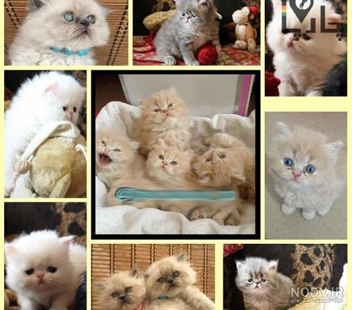 عکس سگ های غول پیکر و بسیار وحشی و خطرناک - تــــــــوپ تـــــــــاپ عکس سگ های غول پیکر و بسیار وحشی و خطرناک - تــــــــوپ تـــــــــاپ