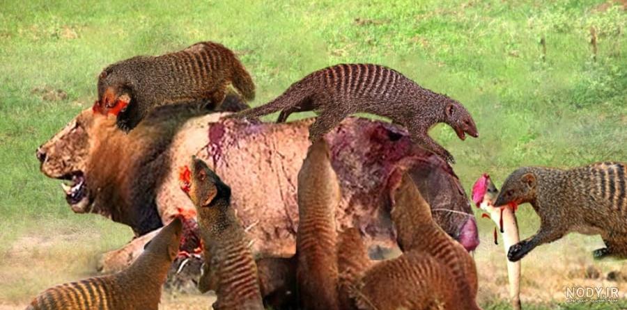 عکس سگ های غول پیکر و بسیار وحشی و خطرناک - تــــــــوپ تـــــــــاپ عکس سگ های غول پیکر و بسیار وحشی و خطرناک - تــــــــوپ تـــــــــاپ