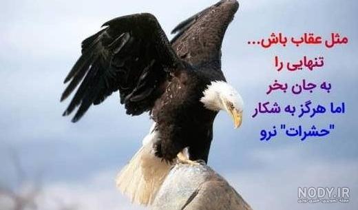 عکس عقاب با متن لاتی عکس عقاب با متن لاتی