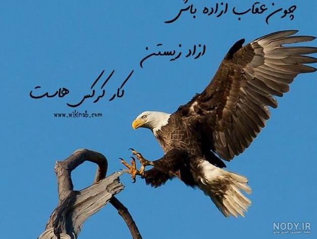 عکس عقاب با نوشته لاتی عکس عقاب با نوشته لاتی