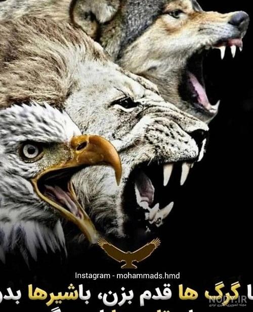 عکس عقاب لات عکس عقاب لات