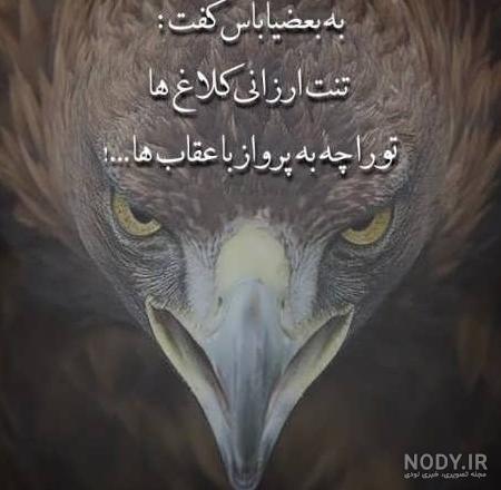 عکس پروفایل عقاب لاتی عکس پروفایل عقاب لاتی