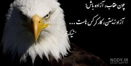 عکس پروفایل عقاب لاتی عکس پروفایل عقاب لاتی