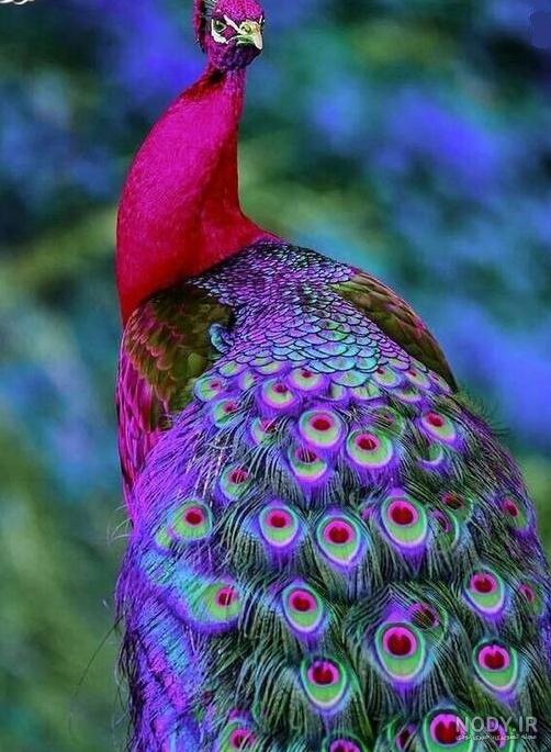 مجموعه عکس دختر کفشدوزکی و گربه سیاه واقعی (جدید) مجموعه عکس دختر کفشدوزکی و گربه سیاه واقعی (جدید)