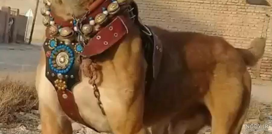 مجموعه عکس سگ سرابی با اهنگ (جدید)