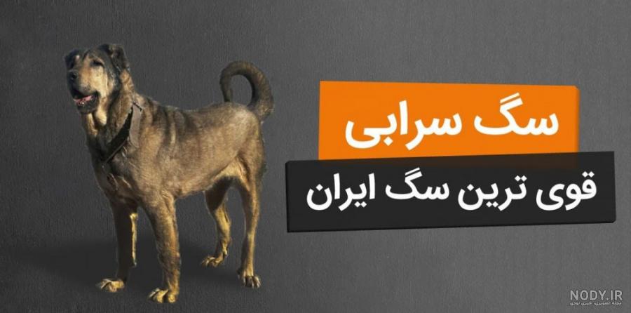 کلیپ سگ سراب