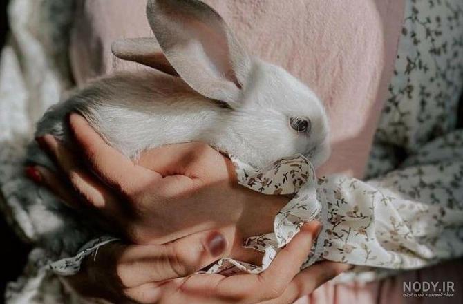 عکس خرگوش گوگولی برای پروفایل