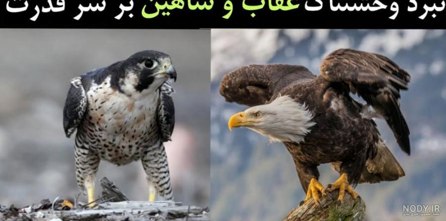 عکس عقاب کوچک عکس عقاب کوچک