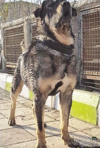 10 سگ غول ایران + فیلم جنگ آن ها با گرگ و خرس - Happypet 10 سگ غول ایران + فیلم جنگ آن ها با گرگ و خرس - Happypet