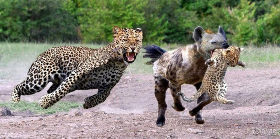 خیلی خنده دار! کودک فوق العاده زیبا پاندا و لحظه فوق العاده مادر پاندا
