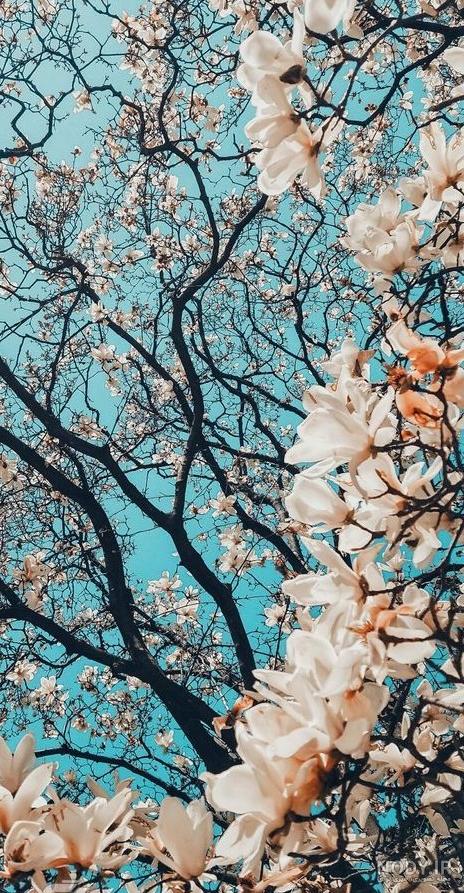 دانلود تصاویر پس زمینه آیفون iphone wallpaper موبایل + 210 عکس با ...