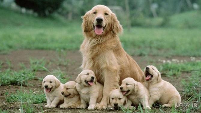 دعوای توله سگ دعوای توله سگ