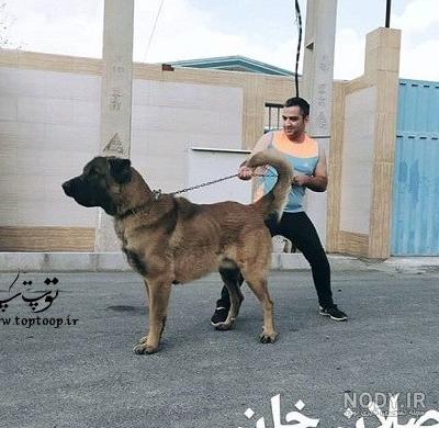 سگ سرابی غول‌پیکر محبوب ناصرالدین شاه - همیار