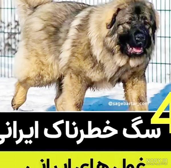 سگ عکس سگ سرابی