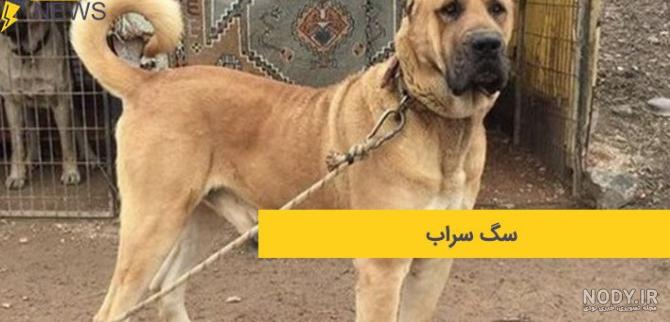 عکس توله سگ سرابی یک ماهه عکس توله سگ سرابی یک ماهه