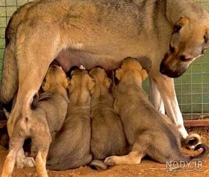 عکس توله سگ سرابی یک ماهه