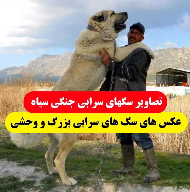 عکس سگ سرابی غول پیکر - عکس نودی