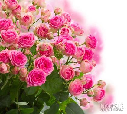 مجموعه عکس پس زمینه یلدا (جدید) مجموعه عکس پس زمینه یلدا (جدید)