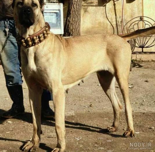 مشخصات کامل، قیمت و خرید نژاد سگ سرابی (Persian mastiff) | پت راید