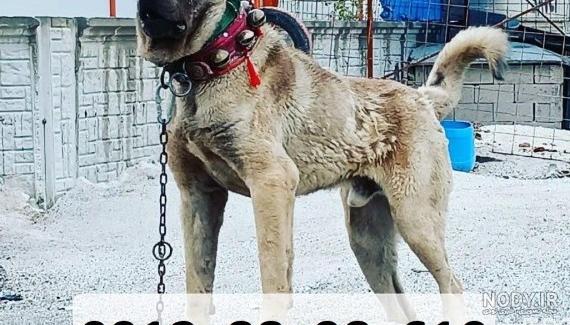 آشنایی با نژاد سرابی