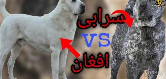 سگ سرابی ، یکی از بهترین نزادهای ایرانی را بهتر بشناسید