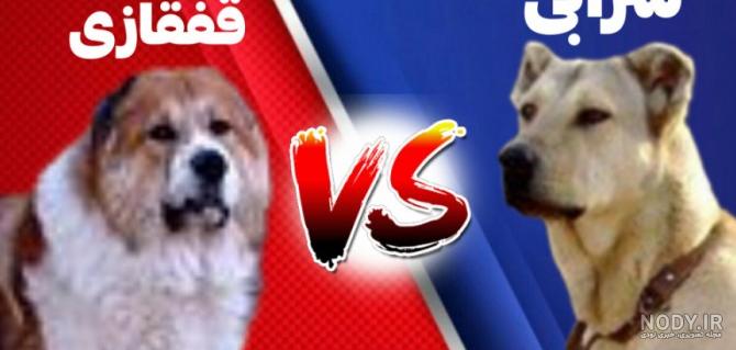 عکس سگ جنگی سرابی عکس سگ جنگی سرابی