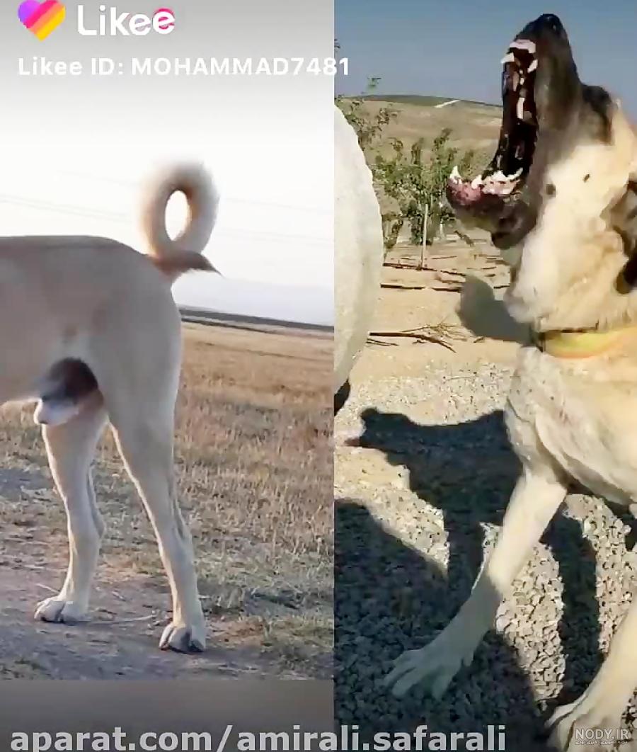 عکس سگ جنگی سرابی عکس سگ جنگی سرابی