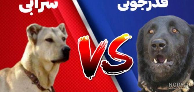 عکس سگ سرابی با گرگ عکس سگ سرابی با گرگ