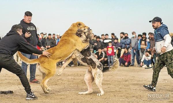 عکس سگ سرابی با گرگ عکس سگ سرابی با گرگ