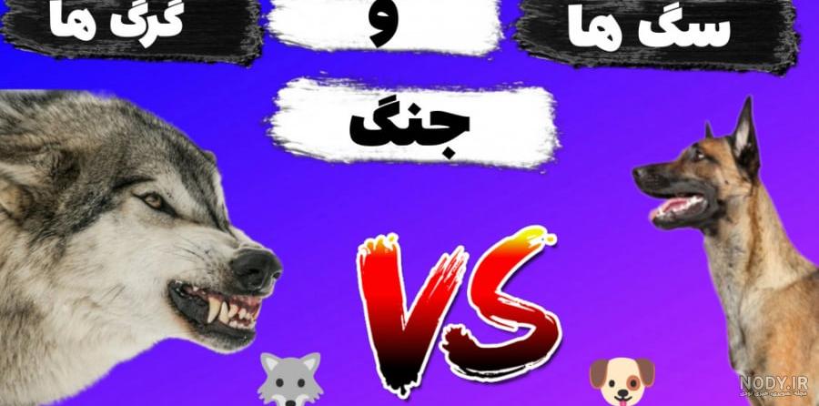 عکس سگ سرابی با گرگ عکس سگ سرابی با گرگ