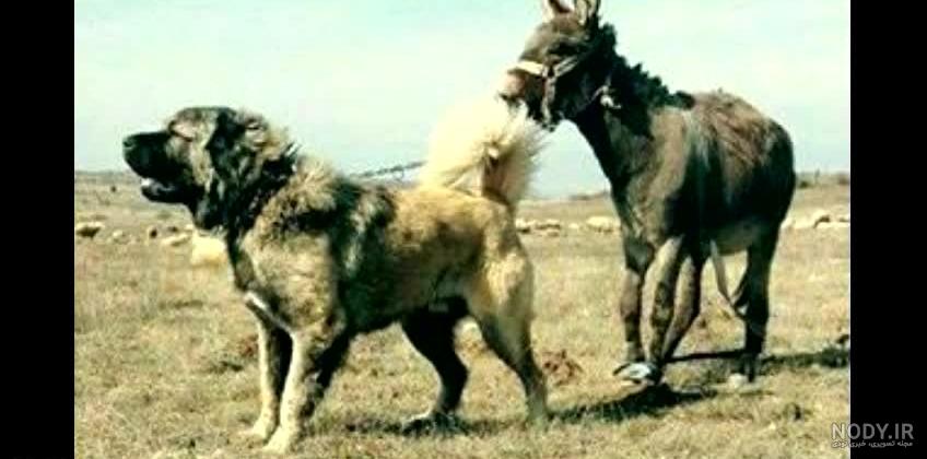 عکس سگ سرابی قدیمی عکس سگ سرابی قدیمی