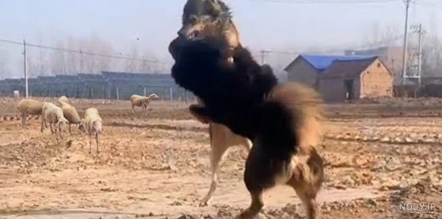 عکس سگ سرابی و گرگ عکس سگ سرابی و گرگ