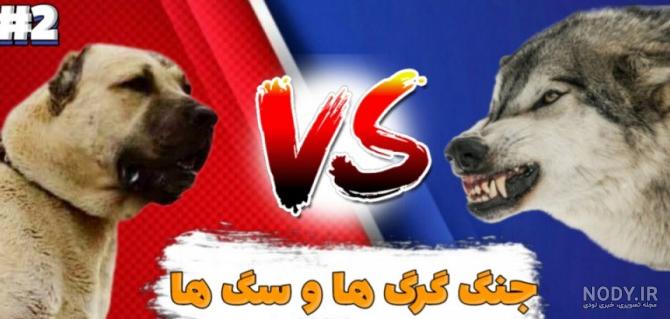عکس سگ سرابی و گرگ عکس سگ سرابی و گرگ