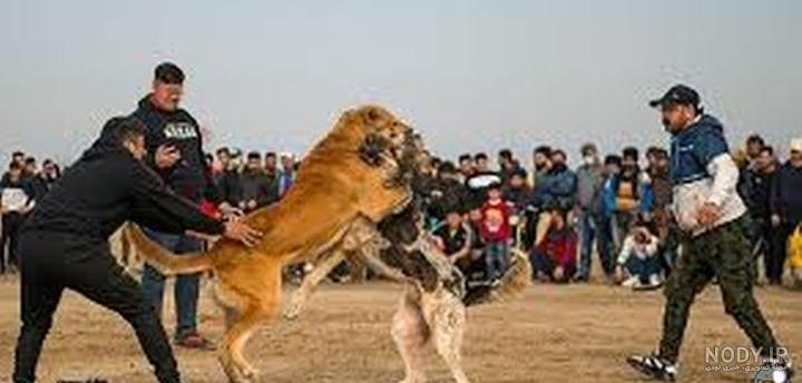 عکس و فیلم سگ سرابی