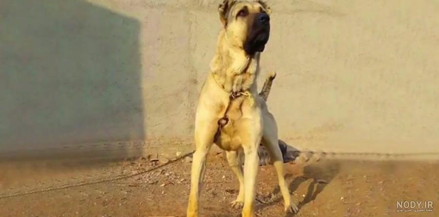 عکس و فیلم سگ سرابی